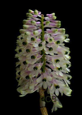 Dendrobium smillieae, flowers 1.3 cm