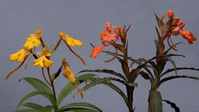 Habenaria xanthocheila               and                     Habenaria rhodocheila