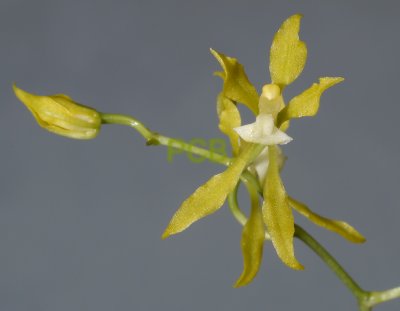 Dasyglossum myanthum ssp. xanthinum