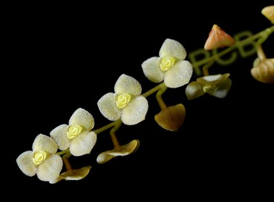 Stelis argentata, flowers 5 mm