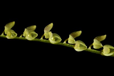 Stelis fissurata, flowers 3.5-4 mm, almost transparent