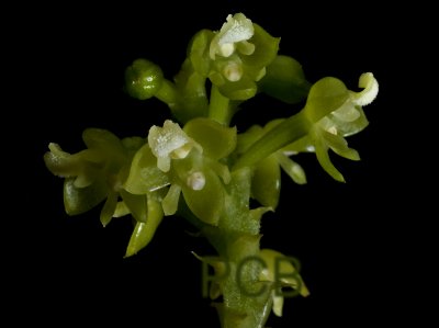 Polystachya foliosa, flowers about 4 mm