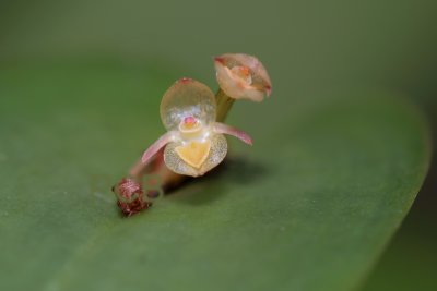 Pleuroth. sp.   flower 5 mm