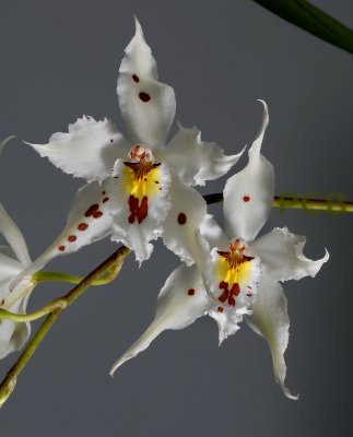 My favourite orchid, the wild Odontoglossum Crispum