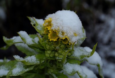 Moerasandijvie november, hoogst merkwaardig