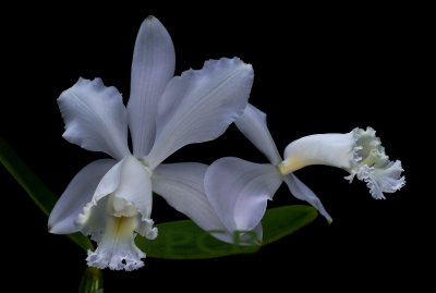 Cattleya loddigesii 'coerulea'