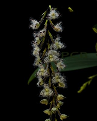 Bulbophyllum lindleyanum