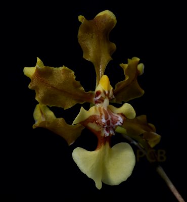 Oncidium planilabre