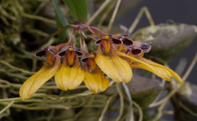 Bulbophyllum skeatianum, Thailand