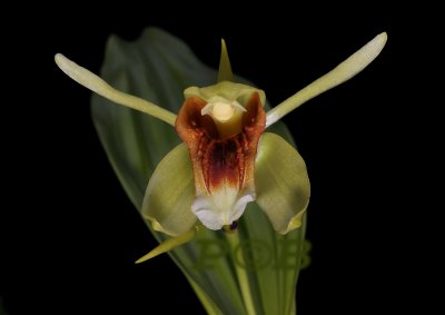 Coelogyne lycastioides