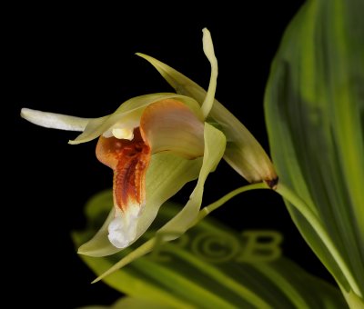 Coelogyne lycastioides