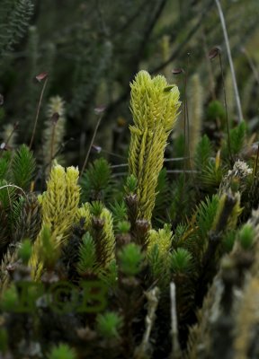 Plompe wolfsklauw of Dennenwolfsklauw - Huperzia selago, Lycopodiaceae