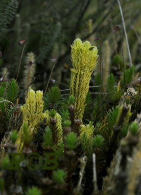 Plompe wolfsklauw of Dennenwolfsklauw -  Huperzia selago, Lycopodiaceae