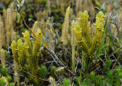 Plompe wolfsklauw of Dennenwolfsklauw - Huperzia selago, Lycopodiaceae