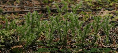 Grote wolfsklauw uitloper - Lycopodium clavatum