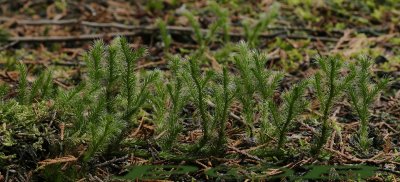 Grote wolfsklauw uitloper -  Lycopodium clavatum