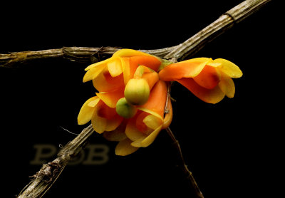 Dendrobium sp.