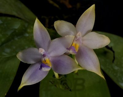 Phalaenopsis violacea var. coerulea