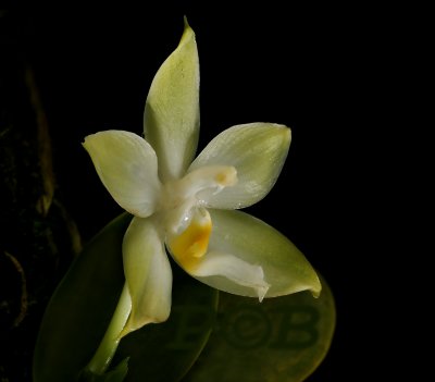 Phalaenopsis violacea var. flavum