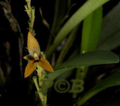 Pleurothallis dallesandroi, flower 8 mm
