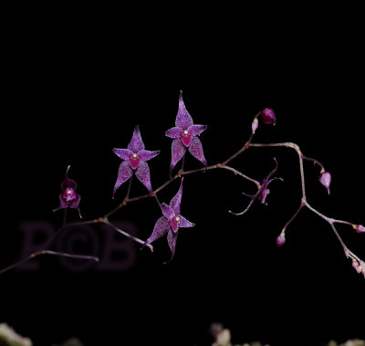 Lepanthopsis astrophora, flowers 7 mm