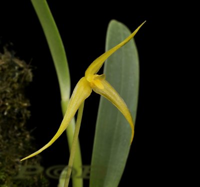 Bulbophyllum leptobulbon