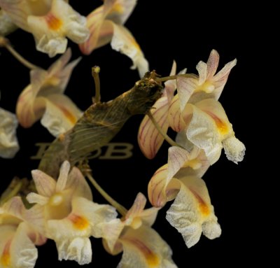 Dendrobium nathanielis, flowers 12 mm