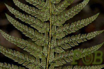 Stijve naaldvaren, Polystichum aculeatum