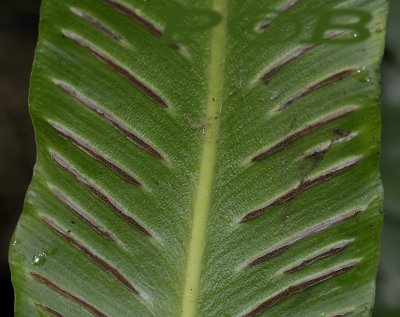 Tongvaren sporen, Asplenium scolopendrium