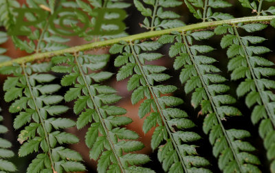 Polystichum setiferum,  Zachte naaldvaren, close