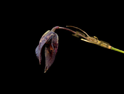 Pleurothallis acrisepala, flower 6-7 mm