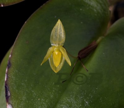 Pleurothallis dubbeldamii, flower 8-9 mm (Piet Dubbeldam Zeeland)