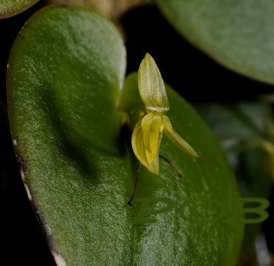 Pleurothallis dubbeldamii, side view, flower 8-9 mm