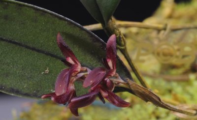 Trichosalpinx  blaisdelii, flowers 8 mm across