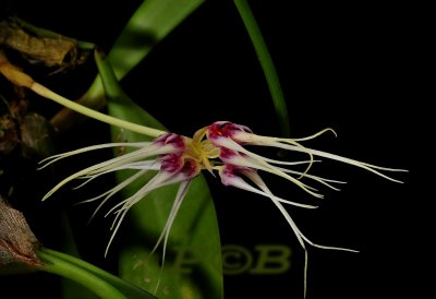 Bulbophyllum vaginatum, hybrid