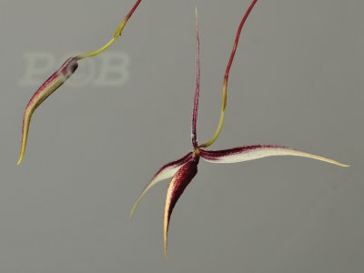 Bulbophyllum spec. Papua new Guinea