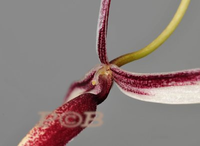 Bulbophyllum spec. Papua new Guinea