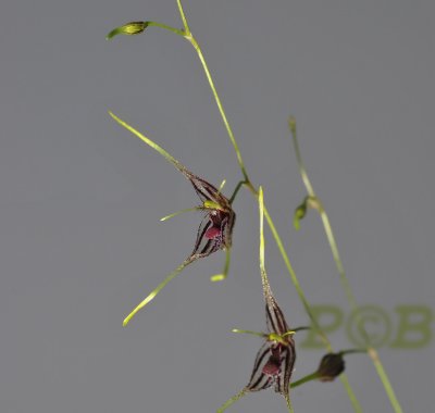 Pleurothallis fam. flowers 1 cm