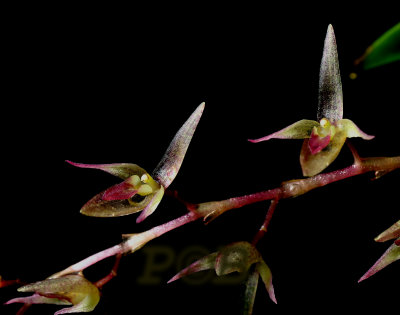 Pleurothallis loranthophylla, flowers 1 cm
