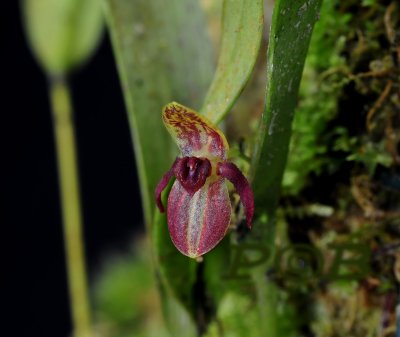 Pleurothallis sanchoi,  flower  cm
