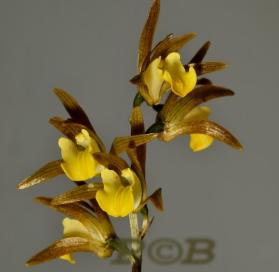 Tainia bicornis, terrestrial orchid flowers 3-4 cm