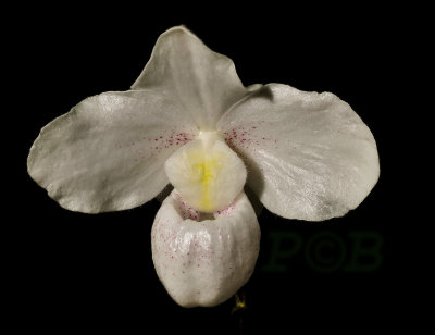 Paphiopedilum niveum, white