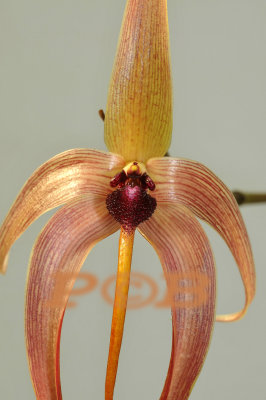 Bulbophyllum echinolabium, flower 25x 6 cm