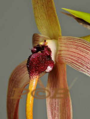 Bulbophyllum echinolabium, the red part has the smell of rotten meat