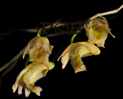 Dendrobium nudum, blooming only two or three days, flowers 3 - 4 cm