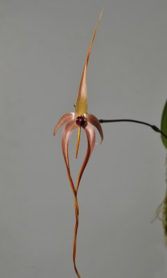 Bulbophyllum echinolabium, flower 25 x 6 cm