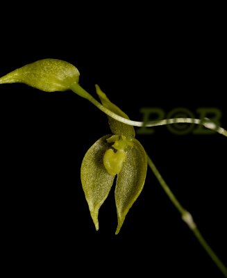 Bulbophyllum discolor, flower 1 cm