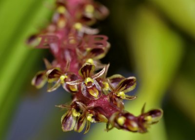Bulbophyllum trigonobulbon, flowers 7 - 8 mm