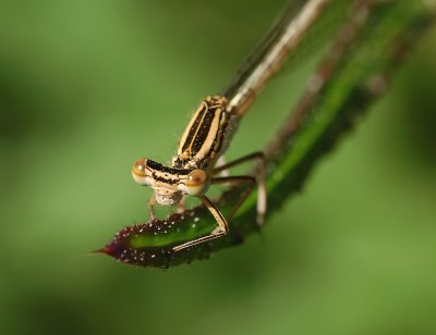 Platycnemis pennipes female