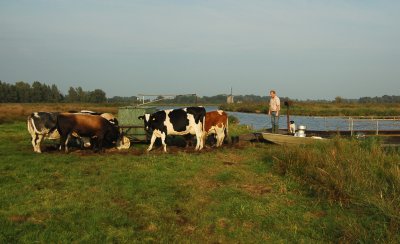 Na het melken worden de koeien verwaait (naar andere weide verscheept)